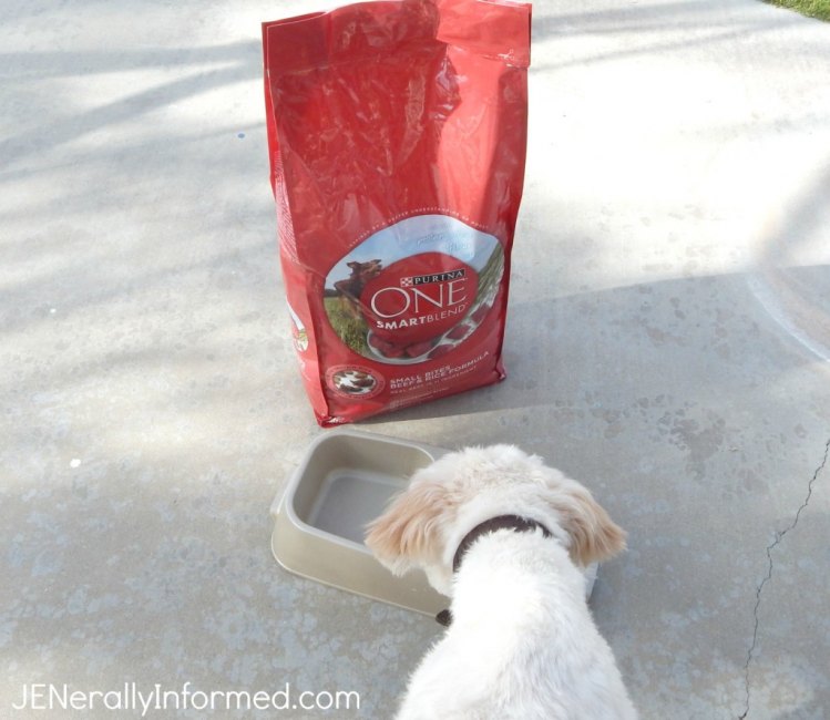 Welcoming a new dog into your home and life? Here are some tips that really work! #FeedDogsPurina #ad @Target