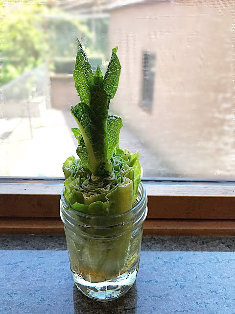 How To Re-Grow Lettuce from Julie's Creative life.